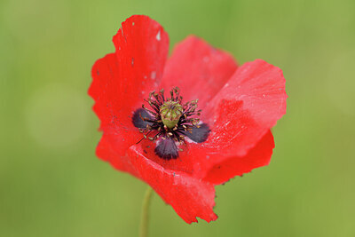 BUITEN BEELD Foto: 441729