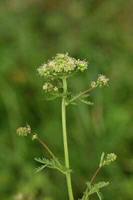 BUITEN BEELD Foto: 441735