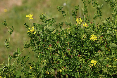 BUITEN BEELD Foto: 441738