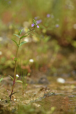 BUITEN BEELD Foto: 441741
