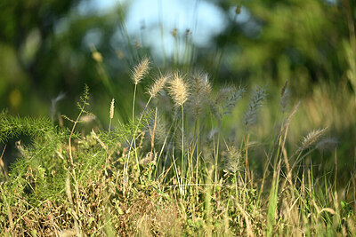 BUITEN BEELD Foto: 441742
