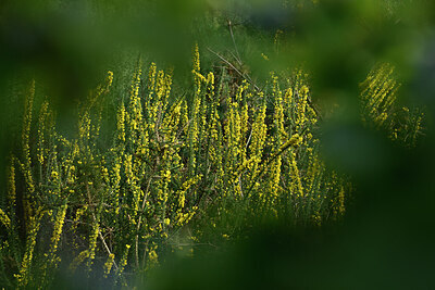 BUITEN BEELD Foto: 441743