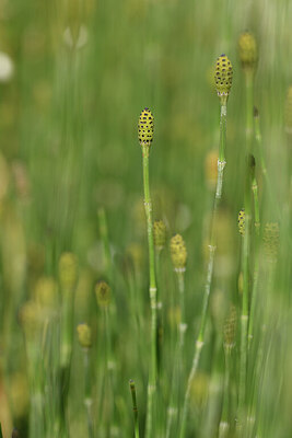 BUITEN BEELD Foto: 441744