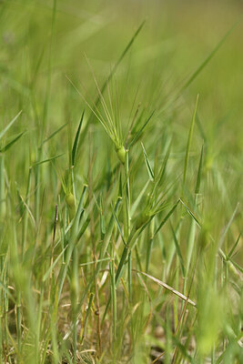 BUITEN BEELD Foto: 441747