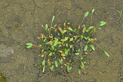 BUITEN BEELD Foto: 441748