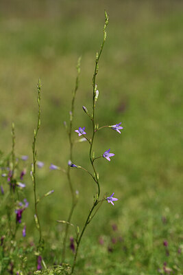 BUITEN BEELD Foto: 441751