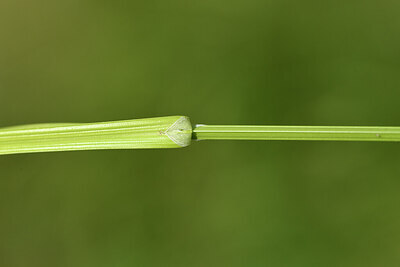 BUITEN BEELD Foto: 441756