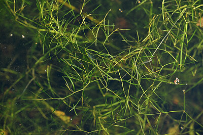 BUITEN BEELD Foto: 441757