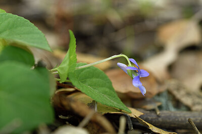 BUITEN BEELD Foto: 441759