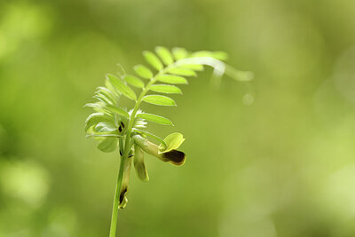 BUITEN BEELD Foto: 441761