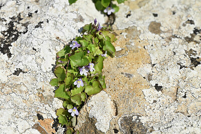 BUITEN BEELD Foto: 441762