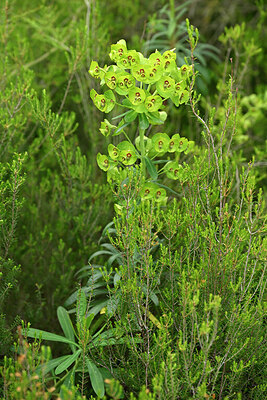 BUITEN BEELD Foto: 441763