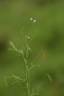 BUITEN BEELD Foto: 441768