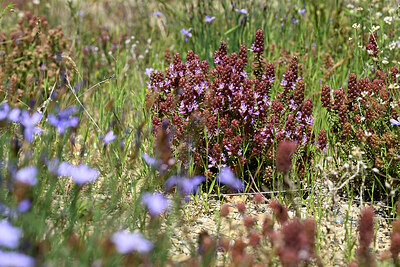 BUITEN BEELD Foto: 441772