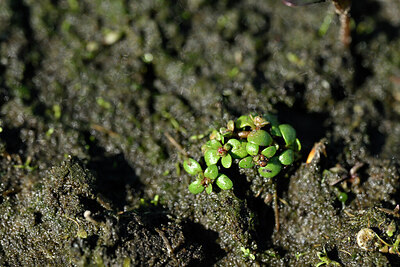BUITEN BEELD Foto: 441773