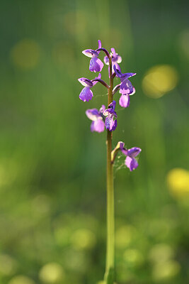 BUITEN BEELD Foto: 441774