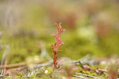 BUITEN BEELD Foto: 441775