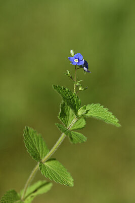 BUITEN BEELD Foto: 441777