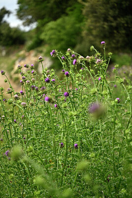 BUITEN BEELD Foto: 441778