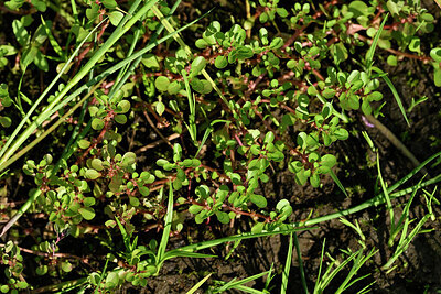 BUITEN BEELD Foto: 441782