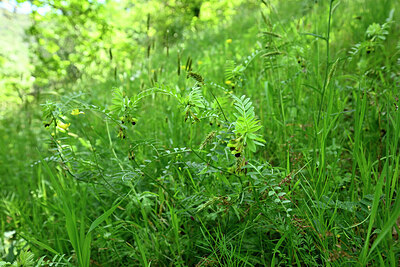 BUITEN BEELD Foto: 441783