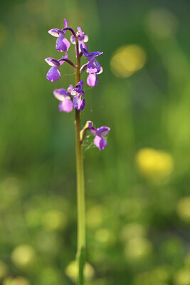 BUITEN BEELD Foto: 441787