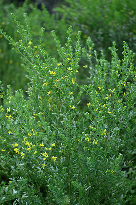 BUITEN BEELD Foto: 441788