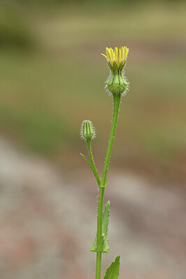 BUITEN BEELD Foto: 441790