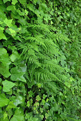 BUITEN BEELD Foto: 441791