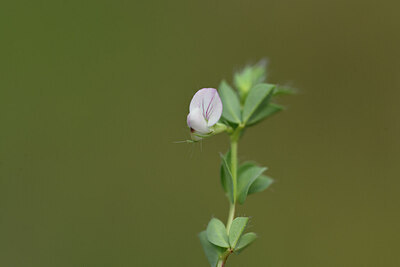 BUITEN BEELD Foto: 441798