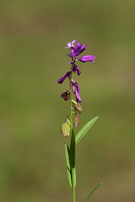 BUITEN BEELD Foto: 441800