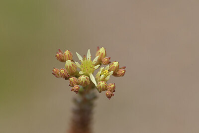BUITEN BEELD Foto: 441803