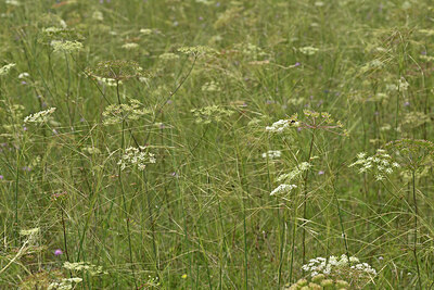 BUITEN BEELD Foto: 441804