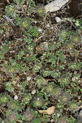 BUITEN BEELD Foto: 441806