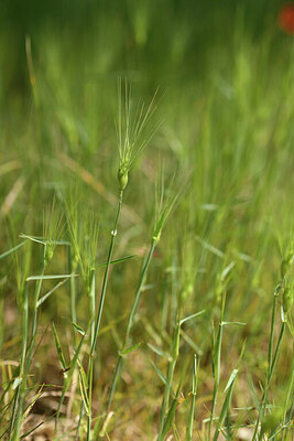 BUITEN BEELD Foto: 441810