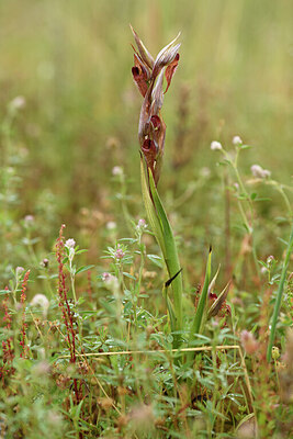 BUITEN BEELD Foto: 441815