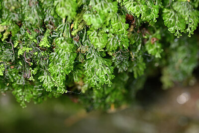 BUITEN BEELD Foto: 441816
