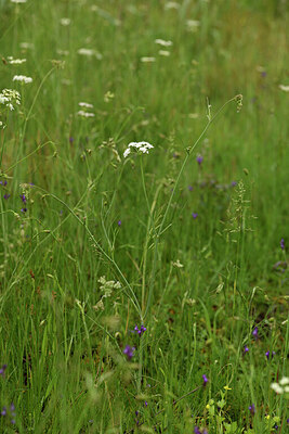 BUITEN BEELD Foto: 441818