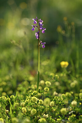 BUITEN BEELD Foto: 441819