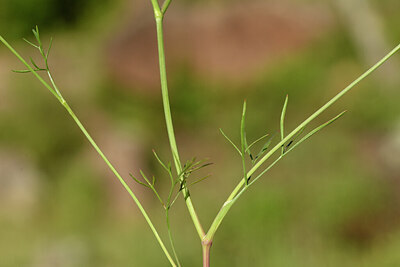 BUITEN BEELD Foto: 441823