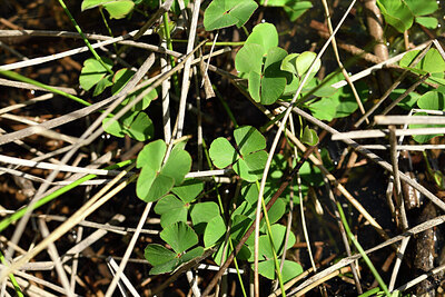 BUITEN BEELD Foto: 441825