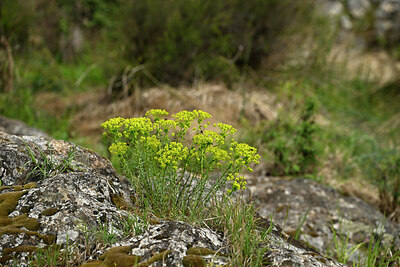 BUITEN BEELD Foto: 441828