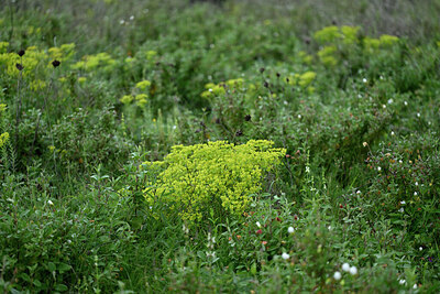 BUITEN BEELD Foto: 441830