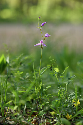 BUITEN BEELD Foto: 441837