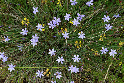BUITEN BEELD Foto: 441841