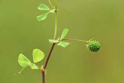 BUITEN BEELD Foto: 441843
