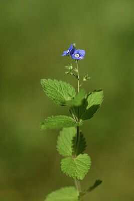 BUITEN BEELD Foto: 441847