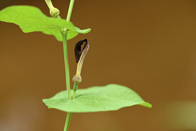 BUITEN BEELD Foto: 441852