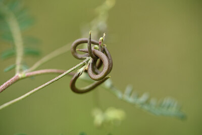 BUITEN BEELD Foto: 441855