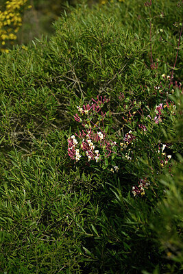 BUITEN BEELD Foto: 441859